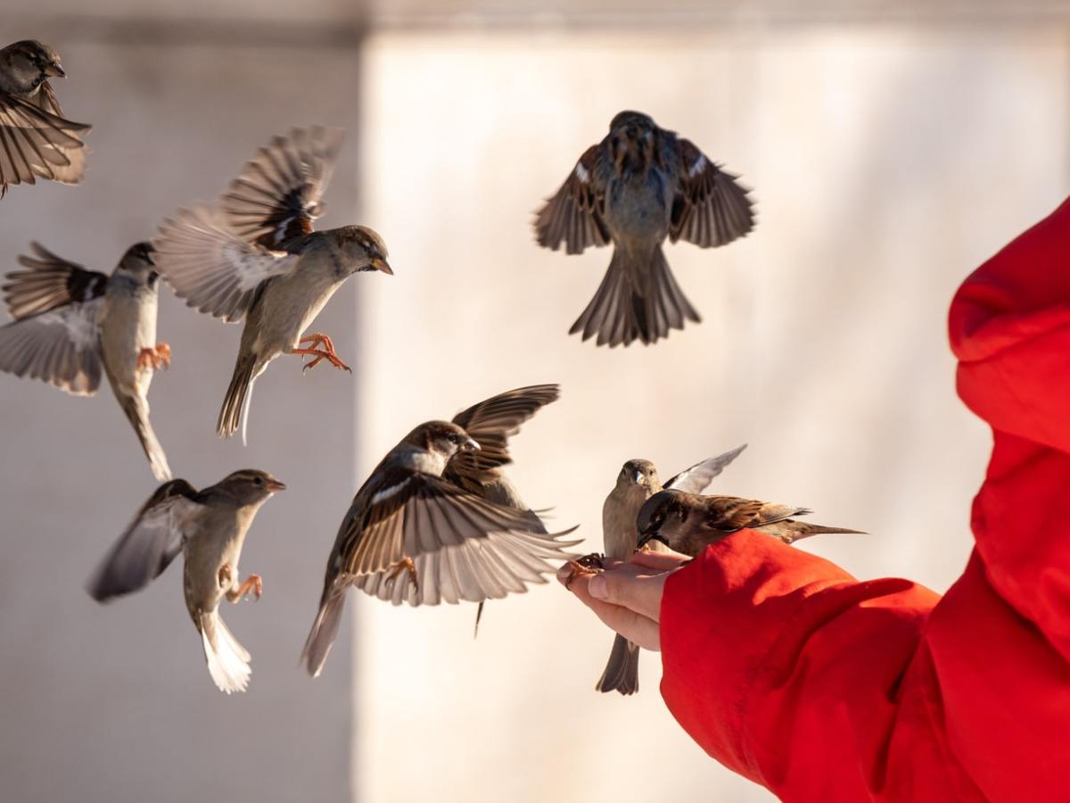 Războaiele omenirii cu&nbsp;păsările